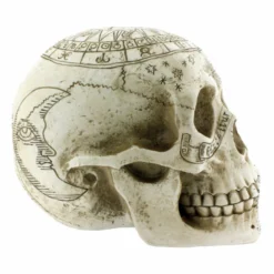 Decoration Astrological Skull -Figures Sales Store 88054 4