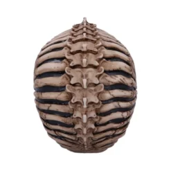 Decoration Spine Head Skull -Figures Sales Store b5390s0 3