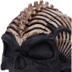 Decoration Spine Head Skull -Figures Sales Store b5390s0 4
