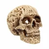 Decoration Skull Celtic Decadence -Figures Sales Store u2465g6