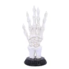 Decoration Skeletal Palmistry -Figures Sales Store u4942r0
